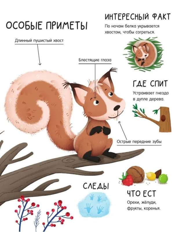 Meža dzīvnieki
