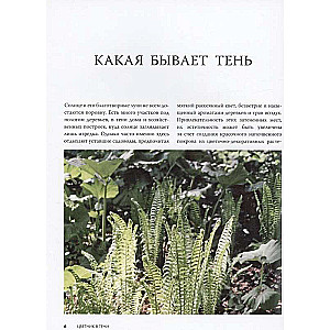 Ziedu dārzs ēnā. Neprasīgi augi jūsu dārzam