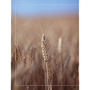 Milti, ūdens, sāls, raugs. Nepārspējama pica un amatniecības maize jūsu mājās