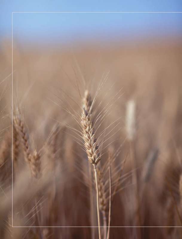 Milti, ūdens, sāls, raugs. Nepārspējama pica un amatniecības maize jūsu mājās