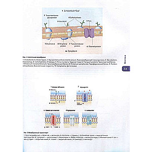 Cilvēka anatomijas atlants. Krievu-latīņu-angļu izdevums