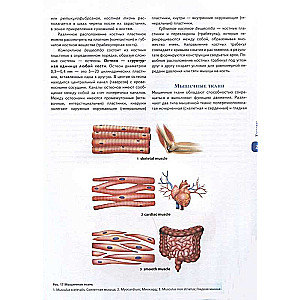 Cilvēka anatomijas atlants. Krievu-latīņu-angļu izdevums