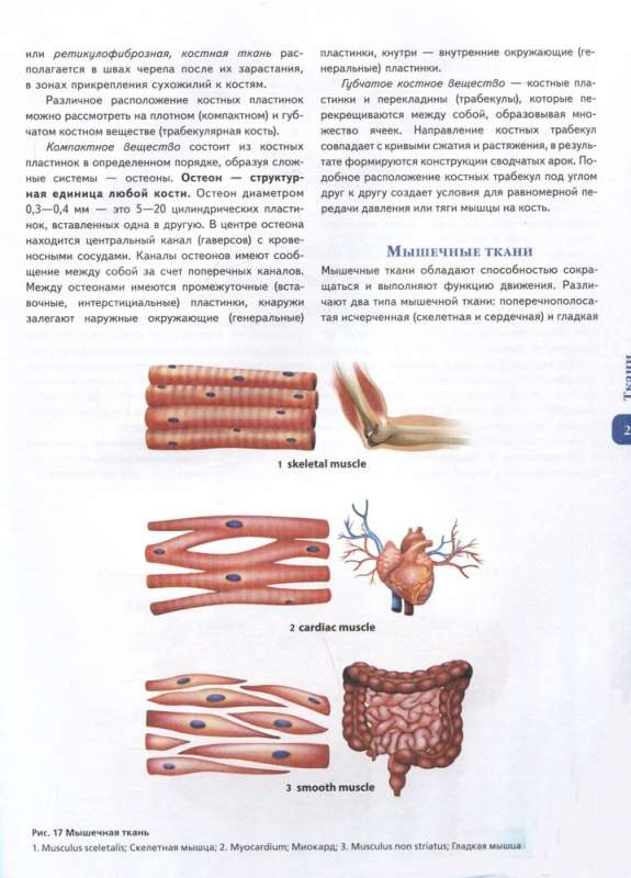 Cilvēka anatomijas atlants. Krievu-latīņu-angļu izdevums