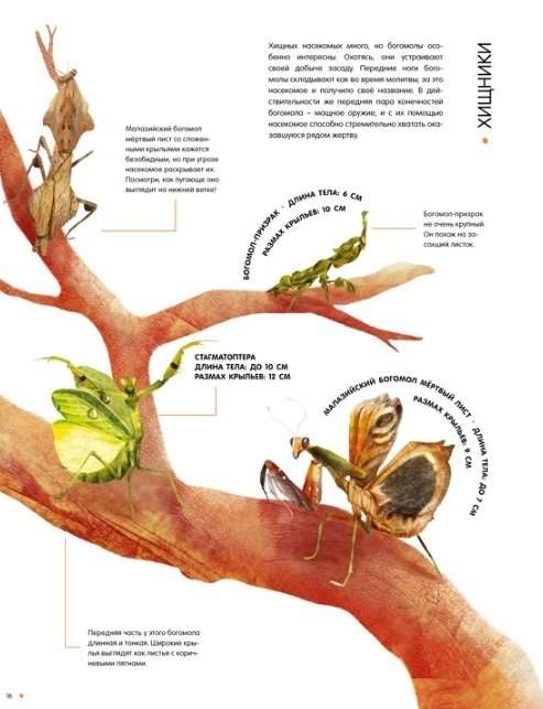 Kukaiņi dabiskā izmērā