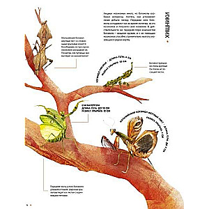 Kukaiņi dabiskā izmērā