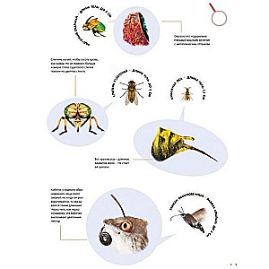 Kukaiņi dabiskā izmērā
