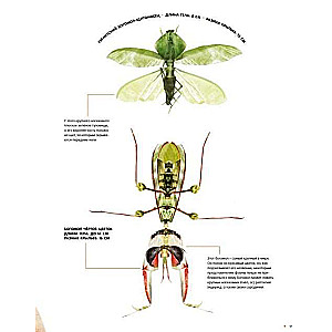 Kukaiņi dabiskā izmērā
