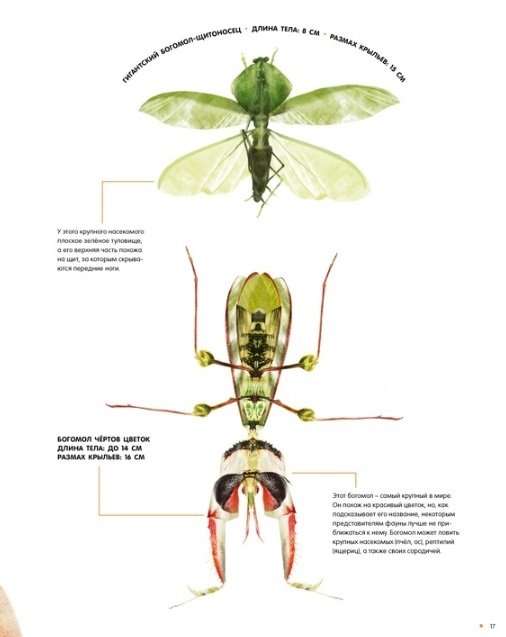 Kukaiņi dabiskā izmērā