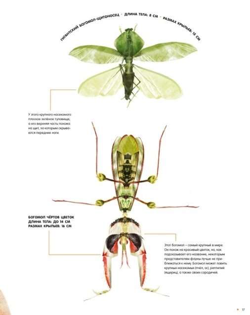 Насекомые в натуральную величину