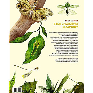Kukaiņi dabiskā izmērā