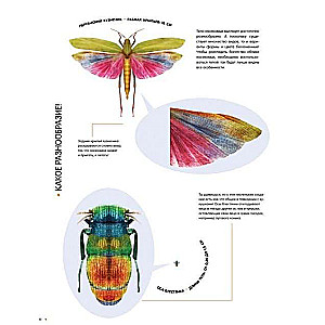 Kukaiņi dabiskā izmērā