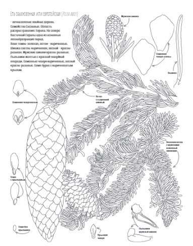 Botānika. Atlants-krāsojamā grāmata
