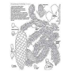 Botānika. Atlants-krāsojamā grāmata