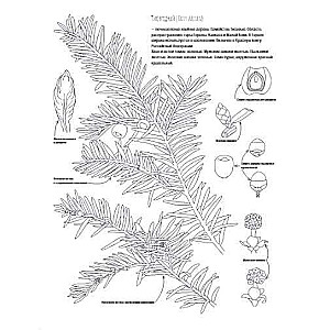 Botānika. Atlants-krāsojamā grāmata