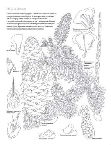 Botānika. Atlants-krāsojamā grāmata