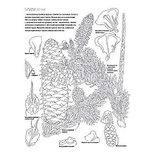 Botānika. Atlants-krāsojamā grāmata
