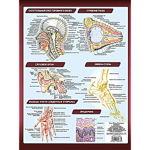Anatomija. Viskompaktākā anatomiskā tabula