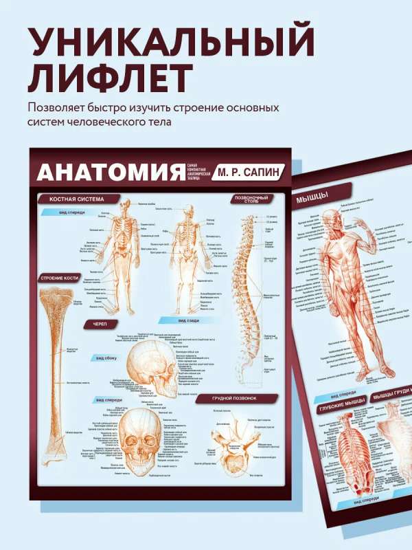 Анатомия. Самая компактная анатомическая таблица