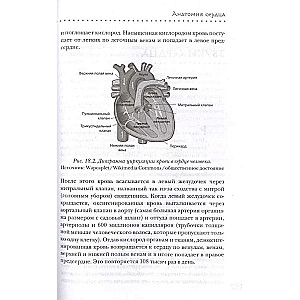 Tieši sirdī. Kā galvenais mīlestības simbols pārvērtās par galveno asinsrites orgānu