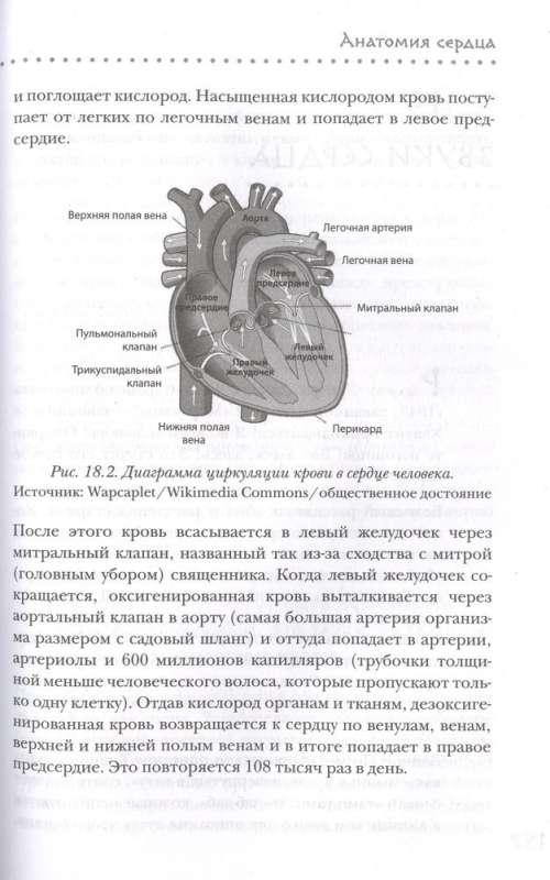 Tieši sirdī. Kā galvenais mīlestības simbols pārvērtās par galveno asinsrites orgānu