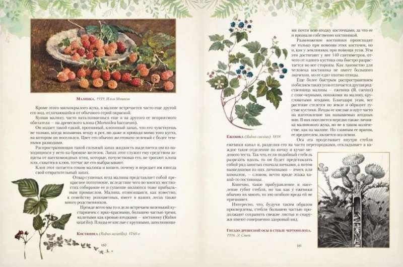 Дары русского леса. Грибы ягоды и целительные растения