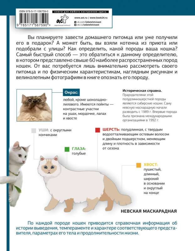 Определитель кошек. Физические характеристики и особенности породы