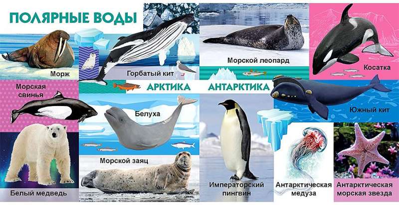 Tavas mīļākās grāmatas. Jūras iemītnieki