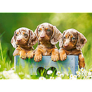 Puzle Cute Dachshunds 100 detaļas.