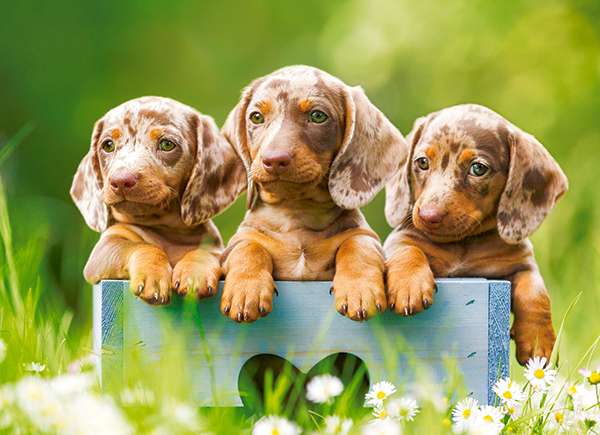 Puzle Cute Dachshunds 100 detaļas.