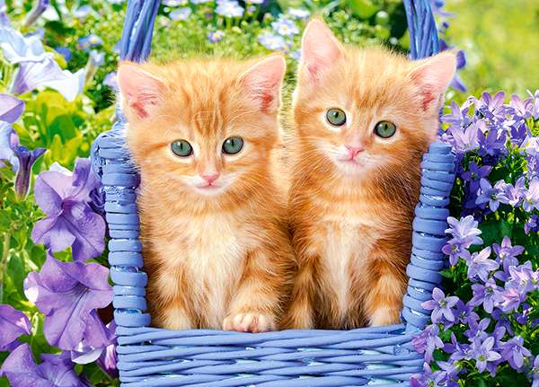Puzle Ginger Kittens 60 gab.
