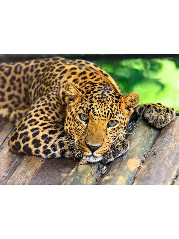 Glezna krāsošanai pēc numuriem uz koka 40x50 cm LEOPARDS 3