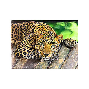 Glezna krāsošanai pēc numuriem uz koka 40x50 cm LEOPARDS 3
