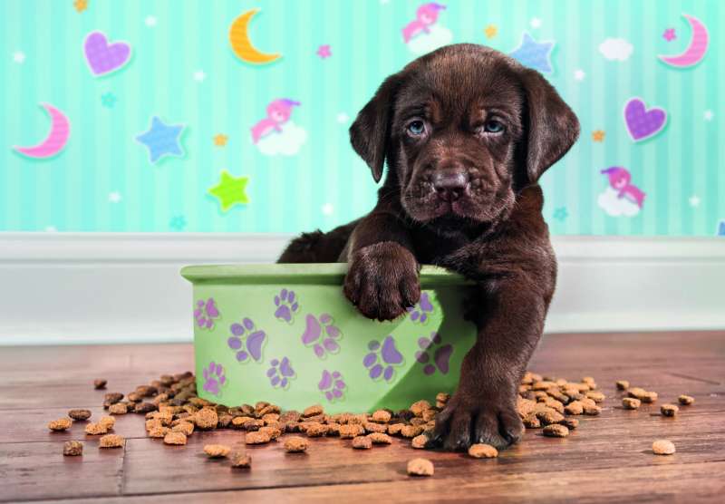 Puzle 180. Labradora kucēns