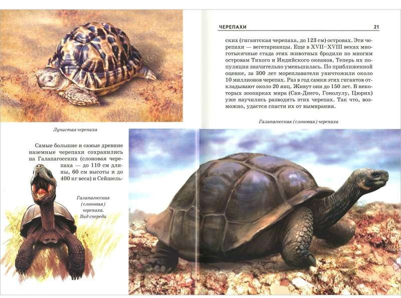Reptilijas