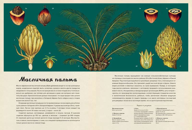 Botānikums