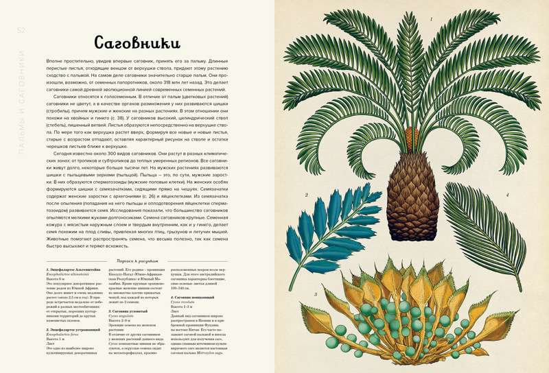 Botānikums