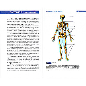 Cilvēka anatomijas atlants. Mācību līdzeklis vidējās profesionālās izglītības iestāžu studentiem