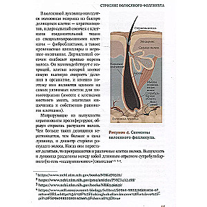 Mati. Ilustrēts mācību līdzeklis ārstiem, trihologiem un frizieriem