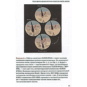 Mati. Ilustrēts mācību līdzeklis ārstiem, trihologiem un frizieriem