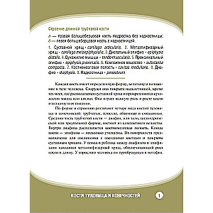 Анатомия человека. Кости туловища и конечностей. Нагляд.уч.пос. Карточки 32 шт.