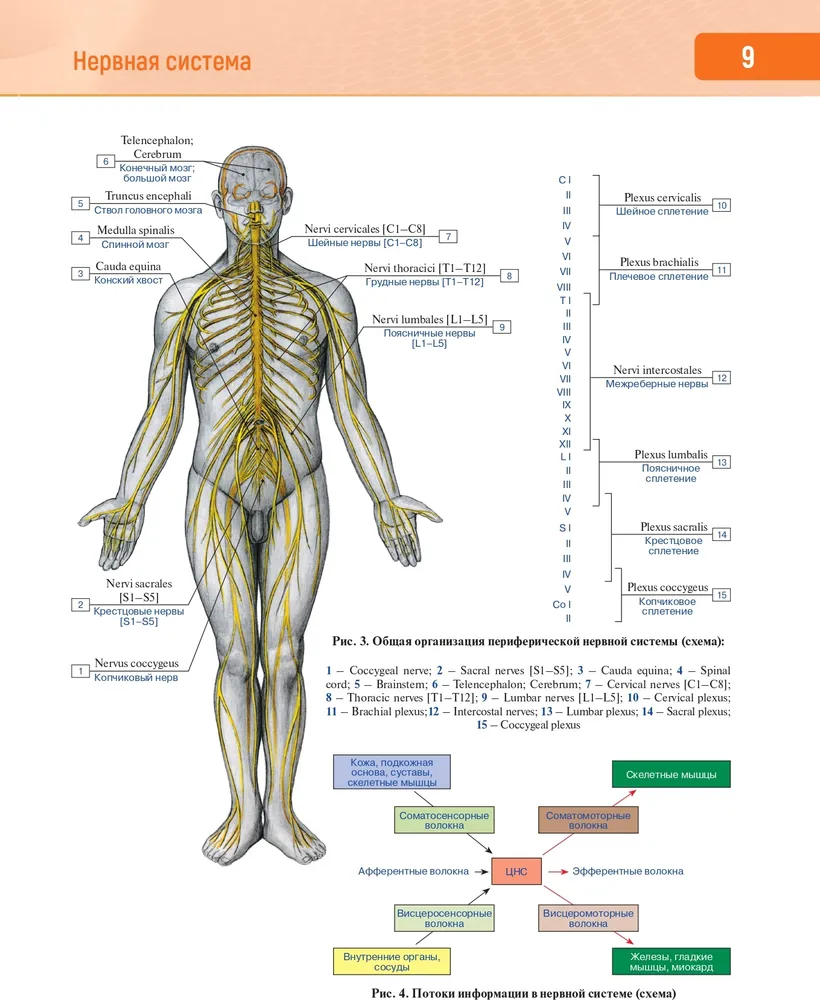 Анатомия человека. Атлас в 3-х томах. Том 3. Нервная система. Органы чувств