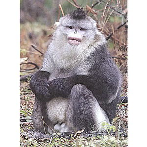 Pērtiķi