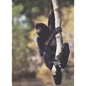 Pērtiķi