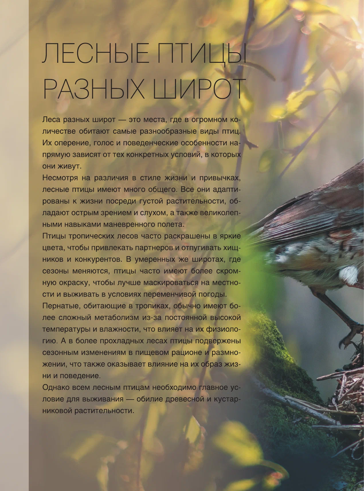 Lielā grāmata par putniem. 1001 fotogrāfija