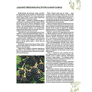 Zāļu grāmata. Lielā enciklopēdija par ārstniecības augiem