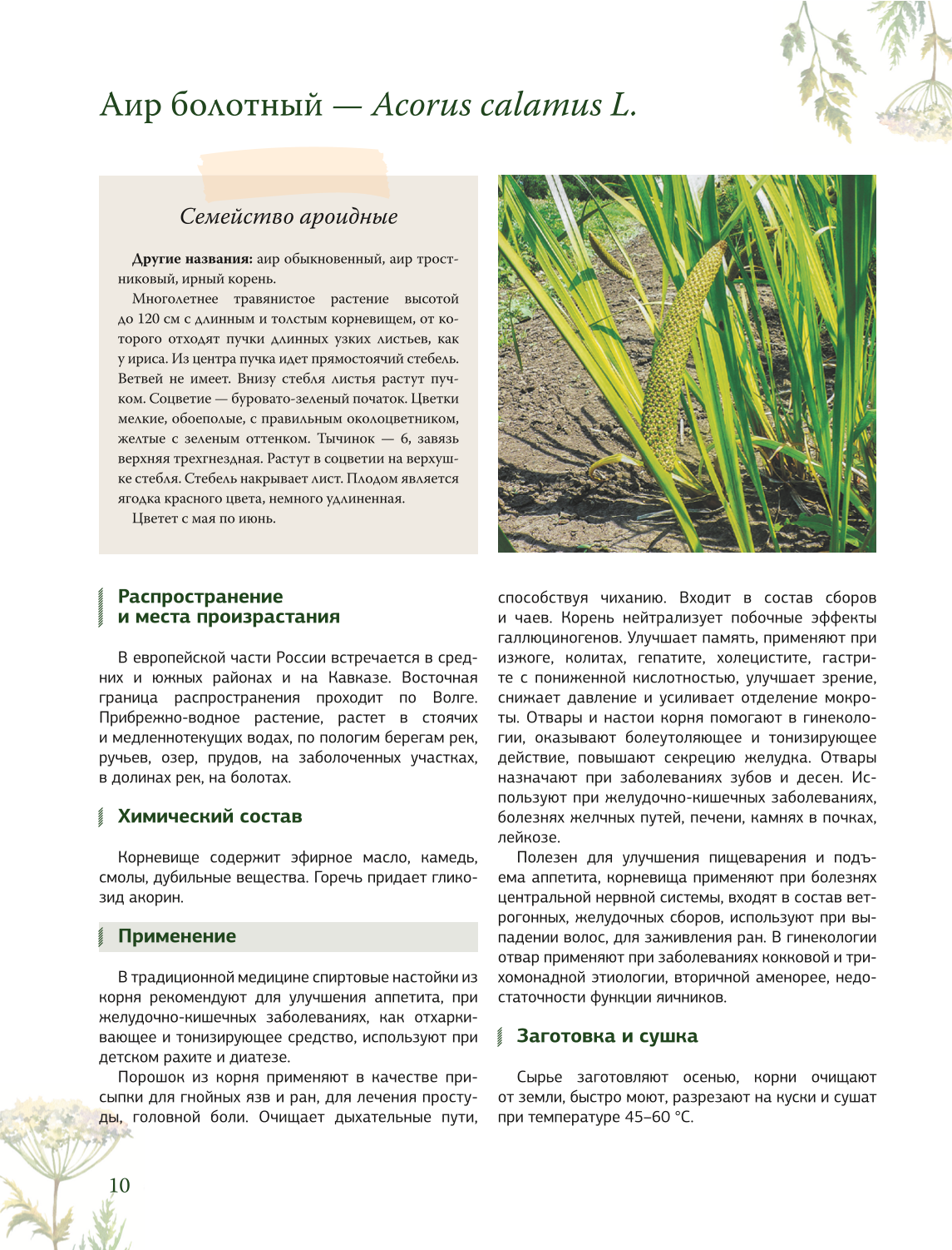 Zāļu grāmata. Lielā enciklopēdija par ārstniecības augiem