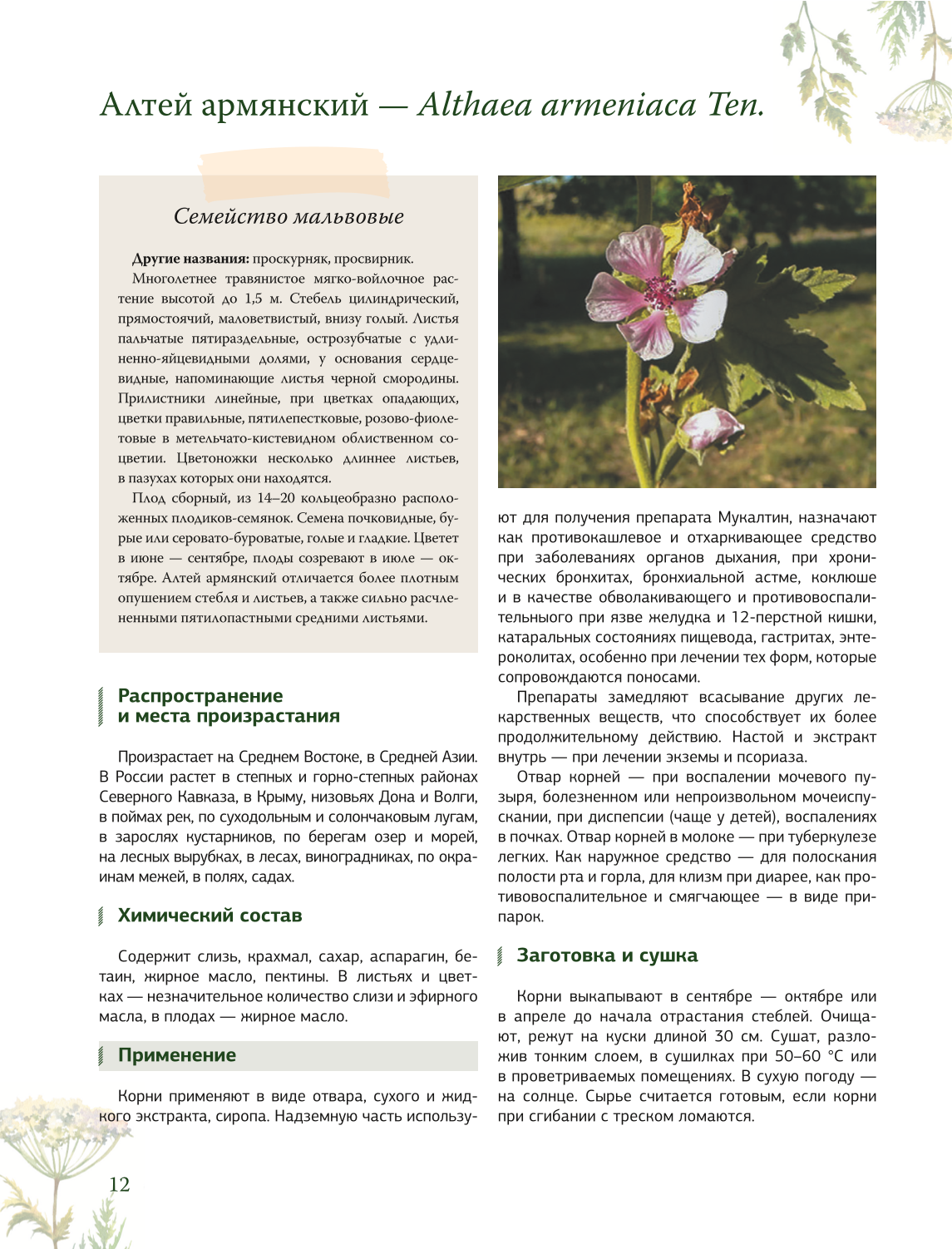Zāļu grāmata. Lielā enciklopēdija par ārstniecības augiem