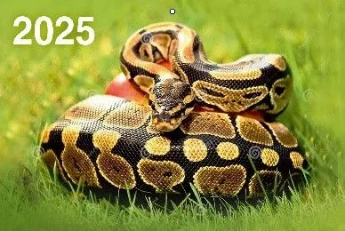 Kvaršu kalendārs pie sienas trīs bloku Gads Čūskas 310x680 uz 2025. gadu