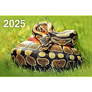 Kvaršu kalendārs pie sienas trīs bloku Gads Čūskas 310x680 uz 2025. gadu