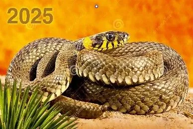 Kvaršu kalendārs pie sienas trīs bloku Gads Čūskas 310x680 uz 2025. gadu